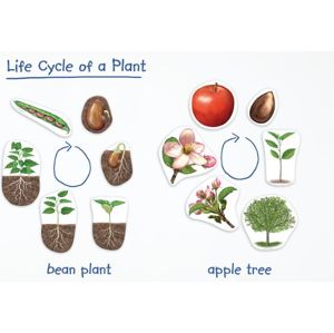 Magnetický životní cyklus - Rostlina