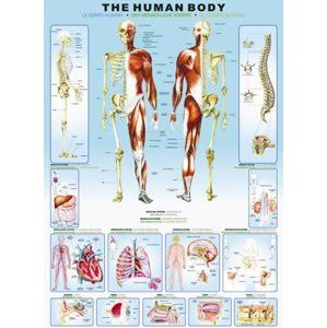 Puzzle Lidské tělo 1000 dílků